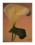 Calla