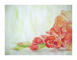 Gladiole