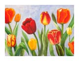Tulpen