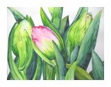 Tulpenbild
